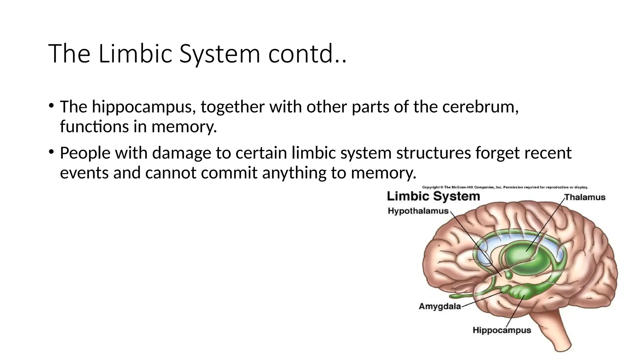 The Limbic System contd..
• The hippocampus, together with other parts of the cerebrum,
functions in memory.
• People with damage to certain limbic system structures forget recent
events and cannot commit anything to memory.
 