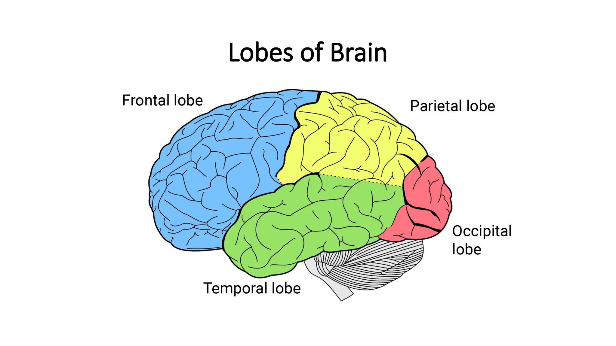 Lobes of Brain
 