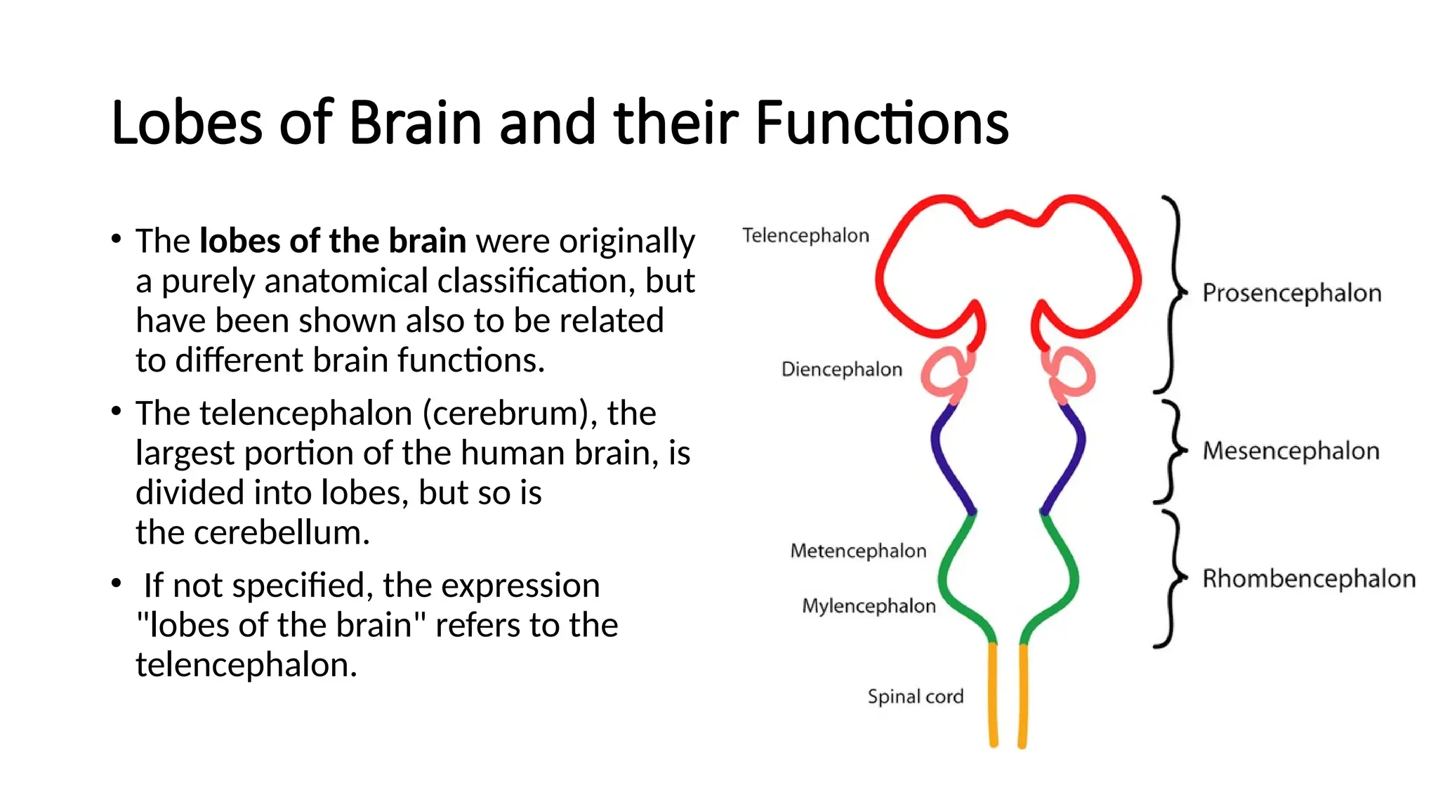 Lobes of Brain and their Functions
• The lobes of the brain were originally
a purely anatomical classification, but
have been shown also to be related
to different brain functions.
• The telencephalon (cerebrum), the
largest portion of the human brain, is
divided into lobes, but so is
the cerebellum.
• If not specified, the expression
"lobes of the brain" refers to the
telencephalon.
 