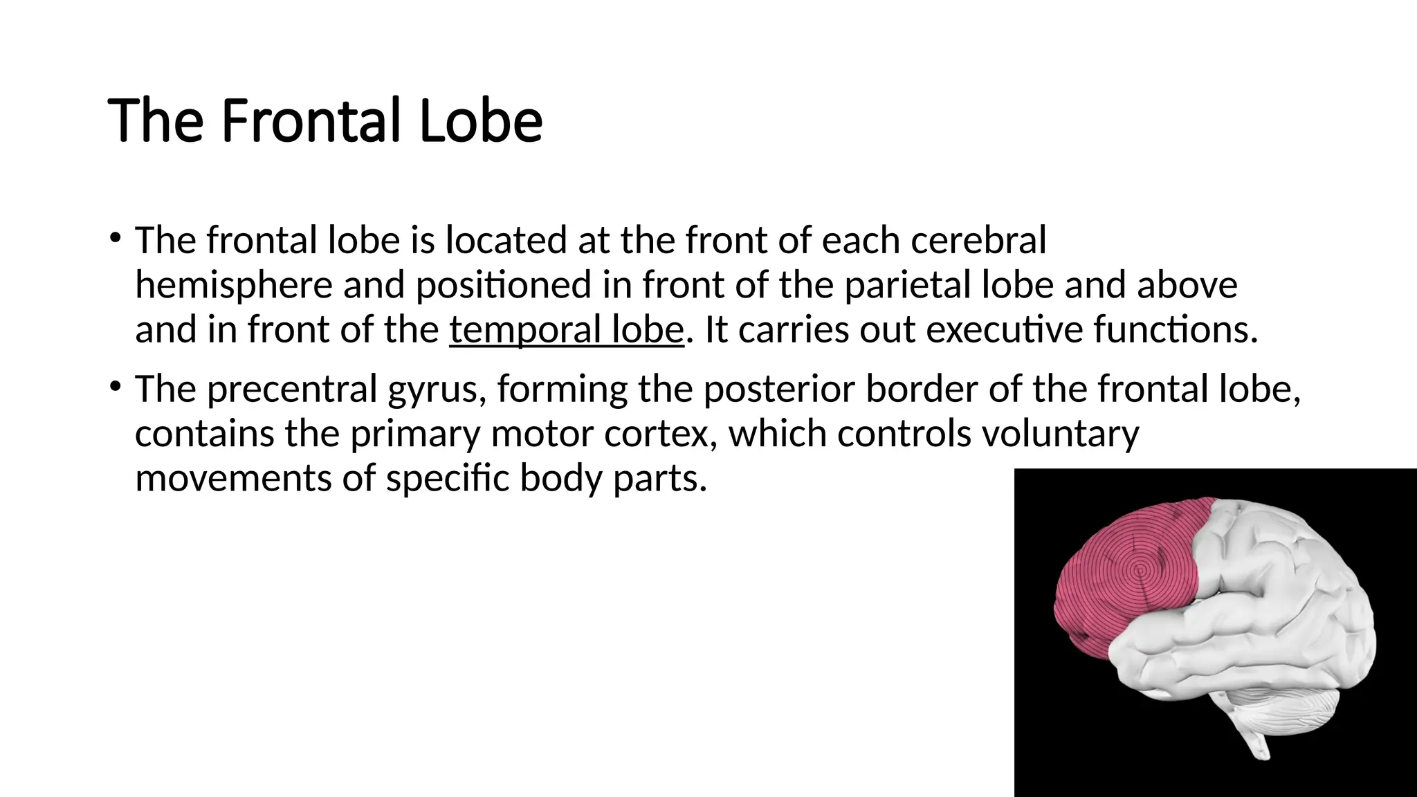 The Frontal Lobe
• The frontal lobe is located at the front of each cerebral
hemisphere and positioned in front of the parietal lobe and above
and in front of the temporal lobe. It carries out executive functions.
• The precentral gyrus, forming the posterior border of the frontal lobe,
contains the primary motor cortex, which controls voluntary
movements of specific body parts.
 