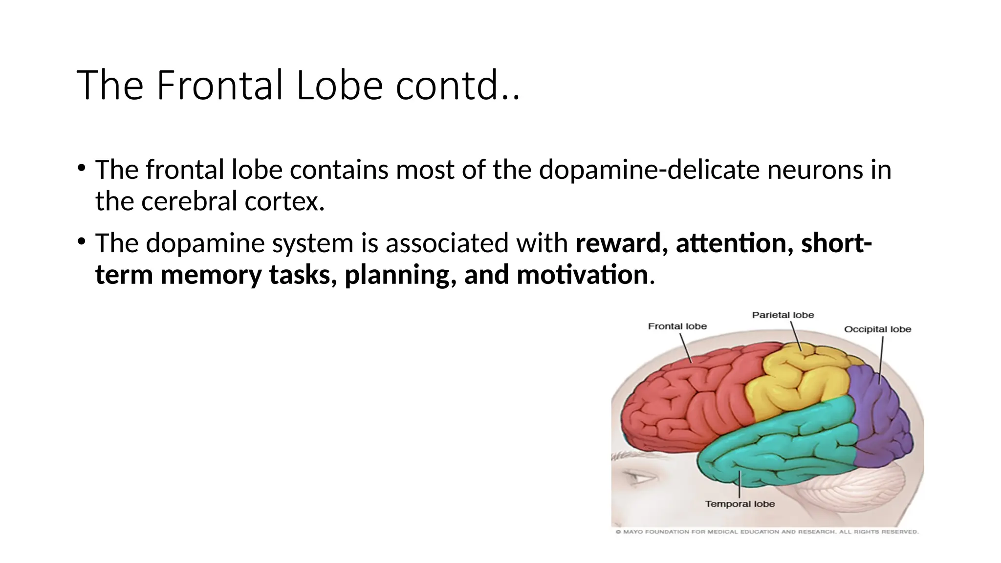The Frontal Lobe contd..
• The frontal lobe contains most of the dopamine-delicate neurons in
the cerebral cortex.
• The dopamine system is associated with reward, attention, short-
term memory tasks, planning, and motivation.
 