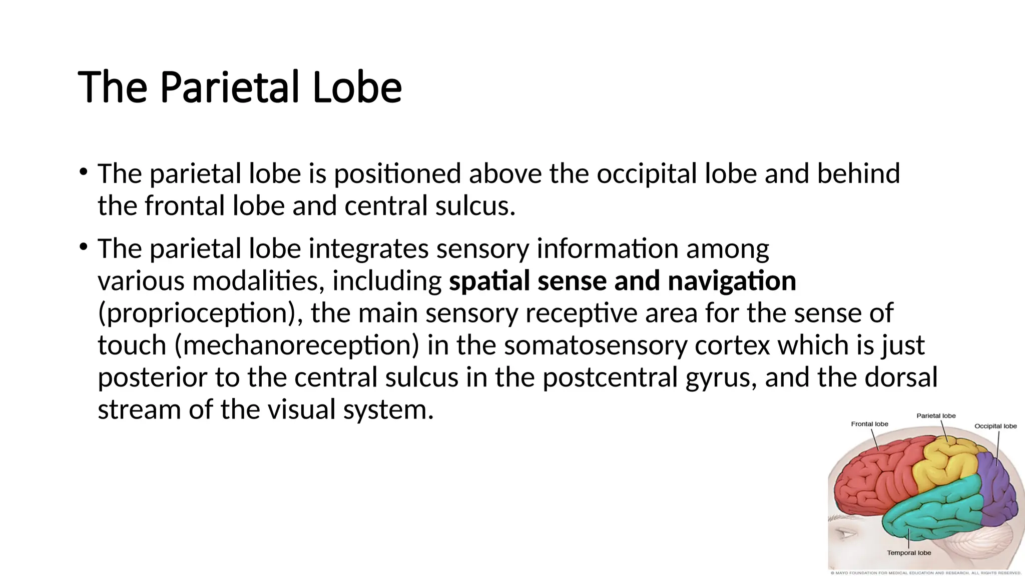 The Parietal Lobe
• The parietal lobe is positioned above the occipital lobe and behind
the frontal lobe and central sulcus.
• The parietal lobe integrates sensory information among
various modalities, including spatial sense and navigation
(proprioception), the main sensory receptive area for the sense of
touch (mechanoreception) in the somatosensory cortex which is just
posterior to the central sulcus in the postcentral gyrus, and the dorsal
stream of the visual system.
 
