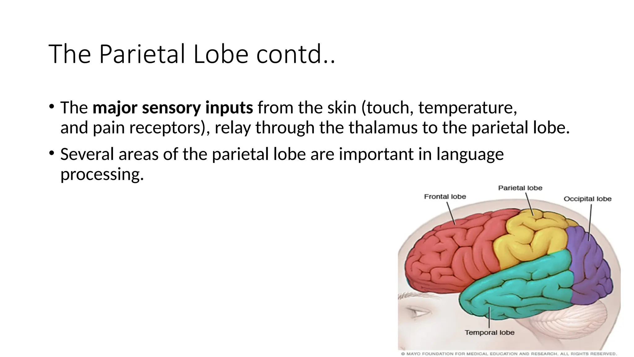 The Parietal Lobe contd..
• The major sensory inputs from the skin (touch, temperature,
and pain receptors), relay through the thalamus to the parietal lobe.
• Several areas of the parietal lobe are important in language
processing.
 