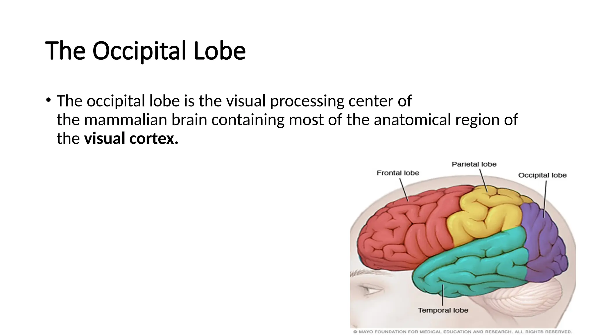 The Occipital Lobe
• The occipital lobe is the visual processing center of
the mammalian brain containing most of the anatomical region of
the visual cortex.
 