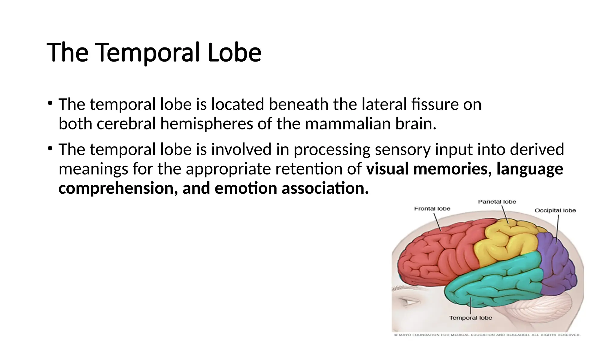 The Temporal Lobe
• The temporal lobe is located beneath the lateral fissure on
both cerebral hemispheres of the mammalian brain.
• The temporal lobe is involved in processing sensory input into derived
meanings for the appropriate retention of visual memories, language
comprehension, and emotion association.
 