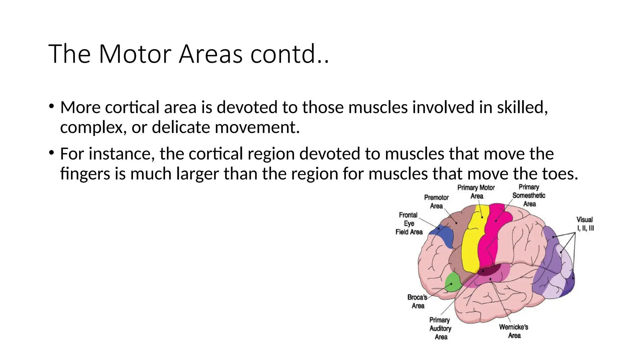 The Motor Areas contd..
• More cortical area is devoted to those muscles involved in skilled,
complex, or delicate movement.
• For instance, the cortical region devoted to muscles that move the
ﬁngers is much larger than the region for muscles that move the toes.
 