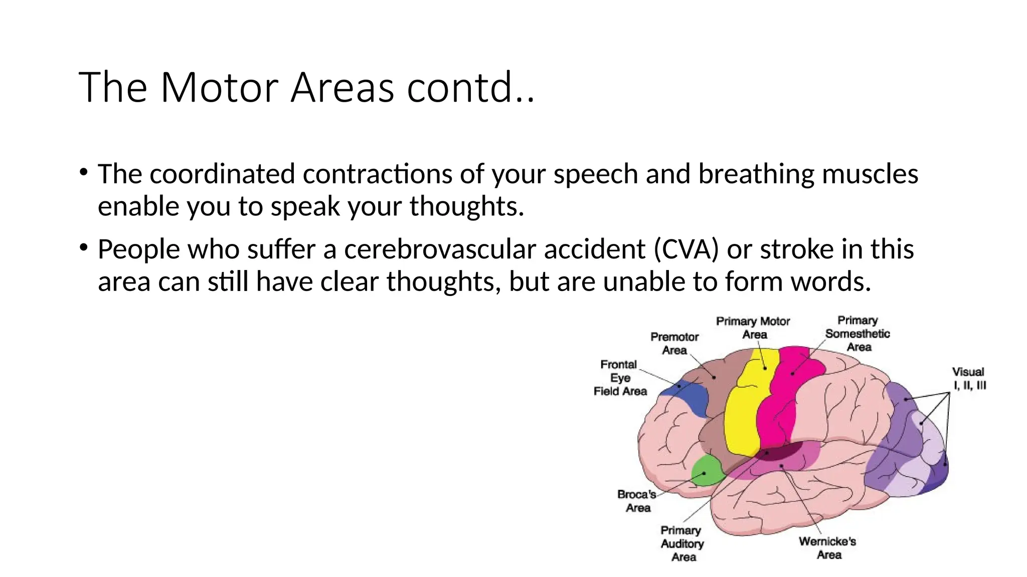 The Motor Areas contd..
• The coordinated contractions of your speech and breathing muscles
enable you to speak your thoughts.
• People who suffer a cerebrovascular accident (CVA) or stroke in this
area can still have clear thoughts, but are unable to form words.
 