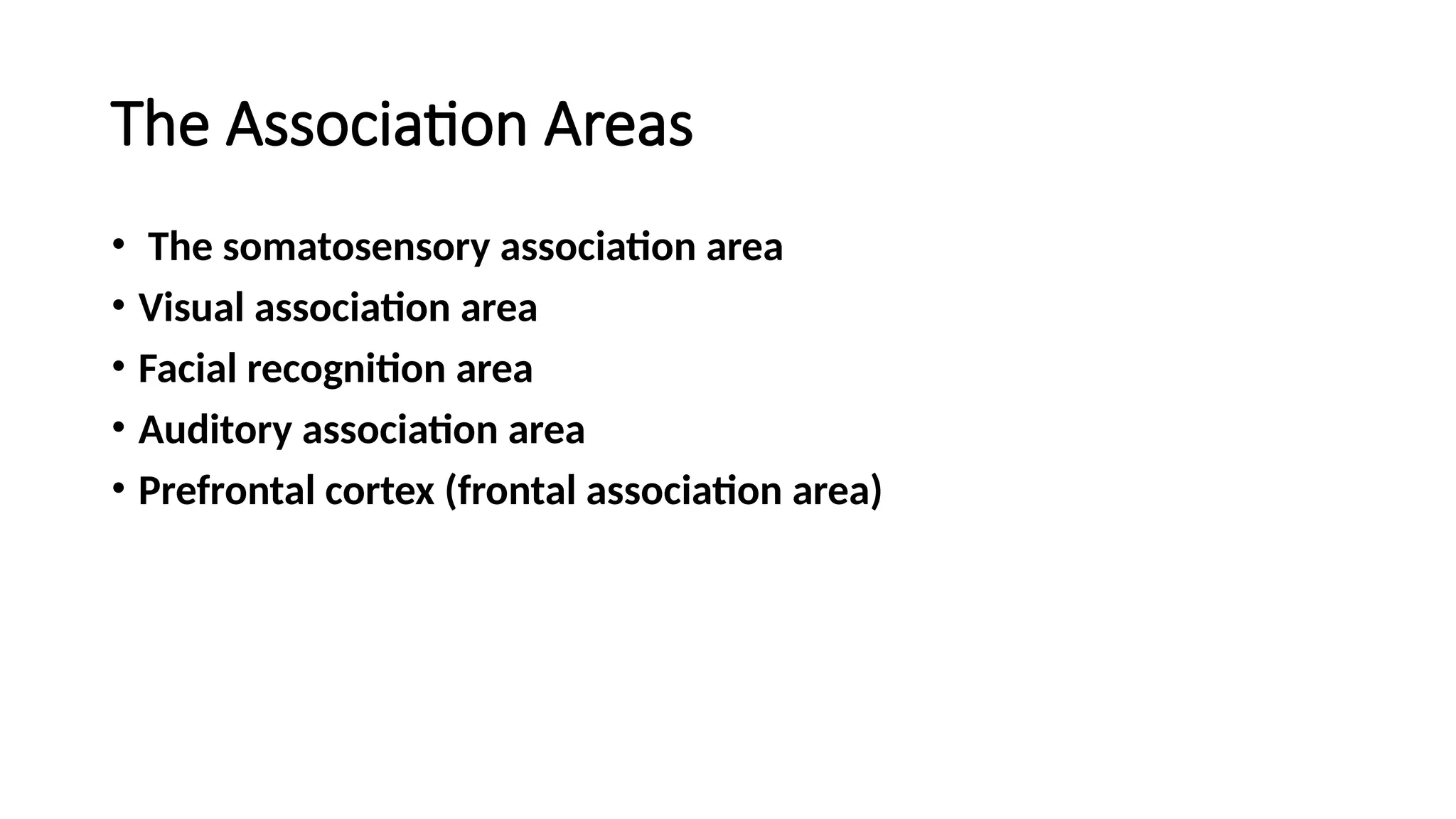 The Association Areas
• The somatosensory association area
• Visual association area
• Facial recognition area
• Auditory association area
• Prefrontal cortex (frontal association area)
 