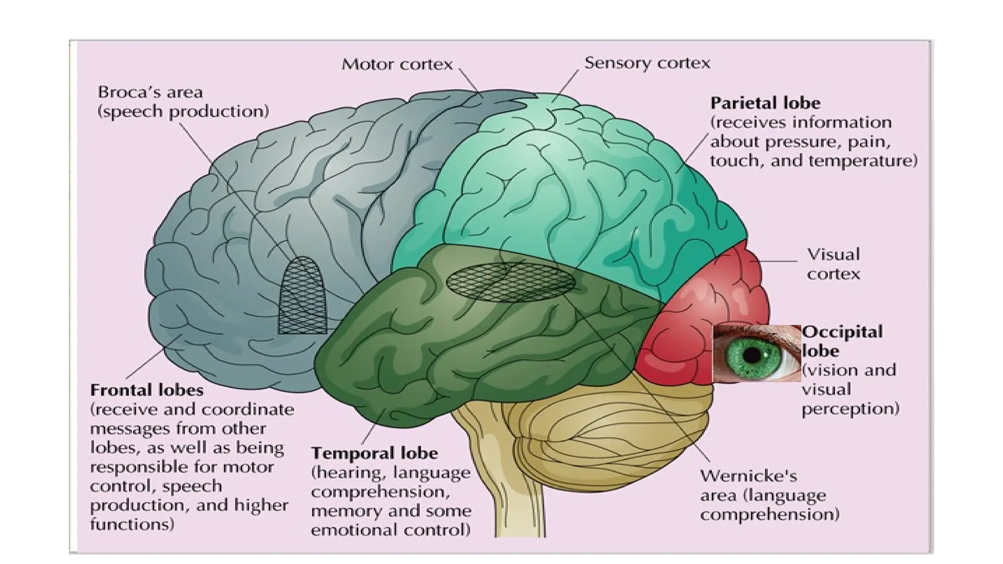 The Cerebrum.pptx by sir waqar ahmed of brain