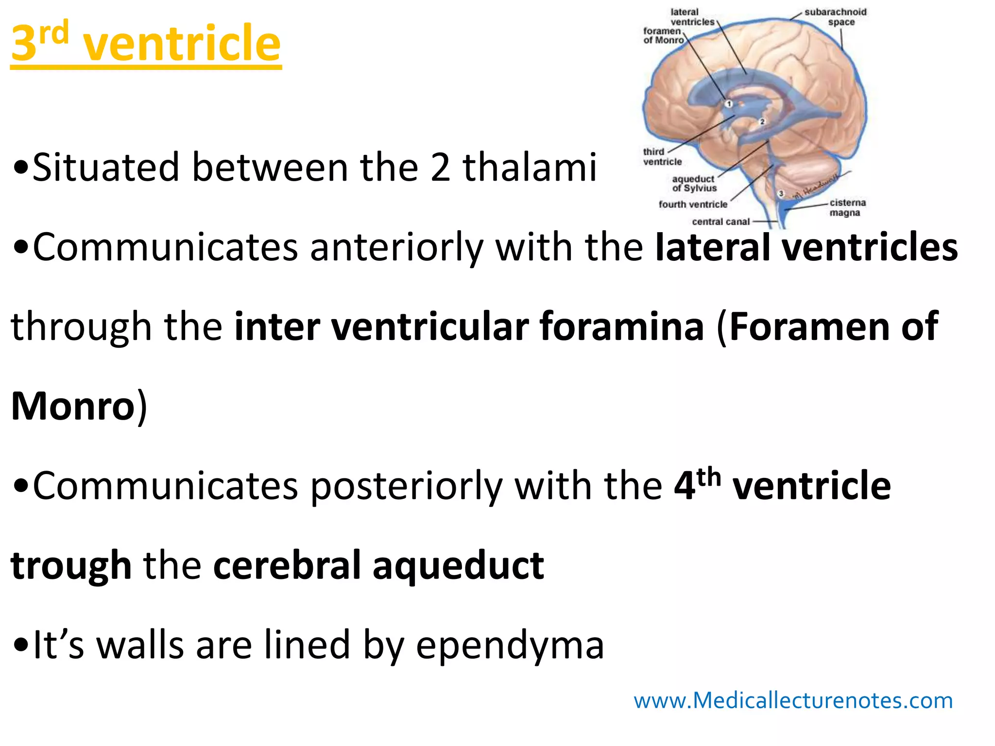 3rd ventricle
The white matter




•Situated between the 2 thalami
•Communicates anteriorly with the lateral ventricles
through the inter ventricular foramina (Foramen of
Monro)
•Communicates posteriorly with the 4th ventricle
trough the cerebral aqueduct
•It’s walls are lined by ependyma
                                    www.Medicallecturenotes.com
 