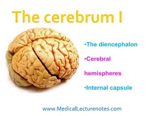 •The diencephalon




                                  •The diencephalon

                                  •Cerebral

                                  hemispheres

                                  •Internal capsule


                    www.MedicalLecturenotes.com
 