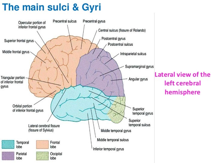 The cerebrum i corpus callosum diagram 