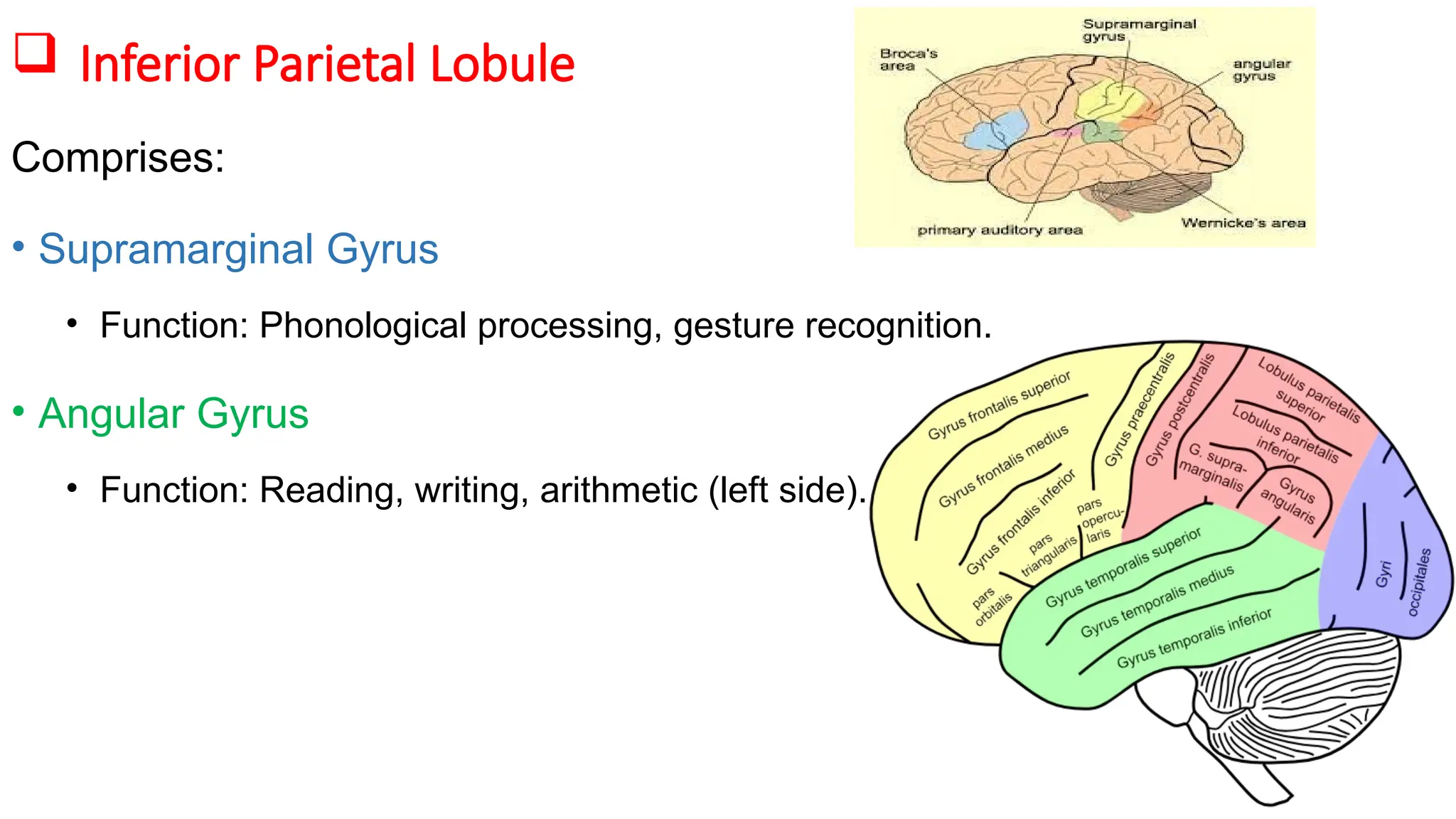 The Cerebrum – Lobes, Gyri, Sulci and locations.pptx