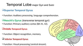Temporal Gyrus Function The Cerebrum – Lobes, Gyri, Sulci and locations.pptx
