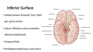 Uncus The Cerebrum – Lobes, Gyri, Sulci and locations.pptx