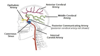 The Cerebrum – Lobes, Gyri, Sulci and locations.pptx