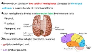 The Cerebrum – Lobes, Gyri, Sulci and locations.pptx