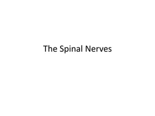 The Spinal Nerves
 