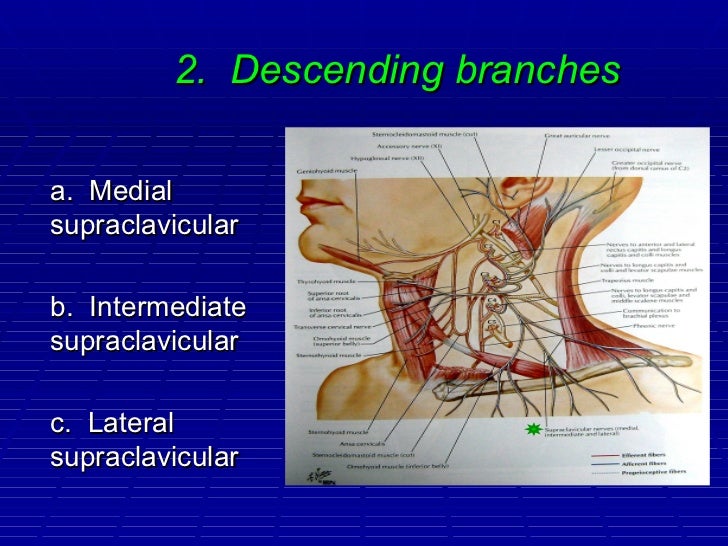 The cervical plexus
