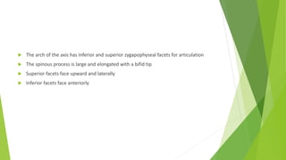 The arch of the axis has inferior and superior zygapophyseal facets for articulation
 The spinous process is large and elongated with a bifid tip
 Superior facets face upward and laterally
 Inferior facets face anteriorly
 