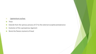 d. Ligamentum nuchae:
 Thick
 Extends from the spinous process of C7 to the external occipital protuberance
 Evolution of the supraspinous ligament
 Resist the flexion moment of head
 