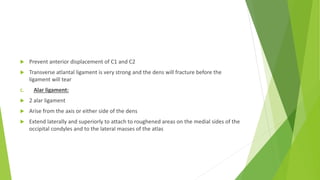  Prevent anterior displacement of C1 and C2
 Transverse atlantal ligament is very strong and the dens will fracture before the
ligament will tear
C. Alar ligament:
 2 alar ligament
 Arise from the axis or either side of the dens
 Extend laterally and superiorly to attach to roughened areas on the medial sides of the
occipital condyles and to the lateral masses of the atlas
 