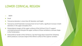 LOWER CERVICAL REGION
A. BODY:
 Small
 Transverse diameter is more than AP diameter and height
 Transverse and AP diameter increases from C2 to C7 with a significant increase in both
diameters in the upper end plate of C7.
 Posterolateral margins of the upper surfaces of the V.B from C3 to C7 support
uncinated processes that give the upper surfaces of these vertebrae a concave shape
in the frontal plane.
 Anteroinferior border of the V.B forms a lip that hangs down toward the V.B below,
which produces a concave shape of the inferior surface of the superior vertebra.
 
