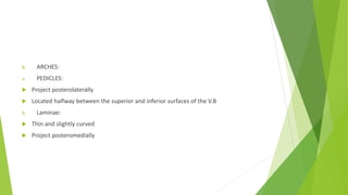 B. ARCHES:
a. PEDICLES:
 Project posterolaterally
 Located halfway between the superior and inferior surfaces of the V.B
b. Laminae:
 Thin and slightly curved
 Project posteromedially
 
