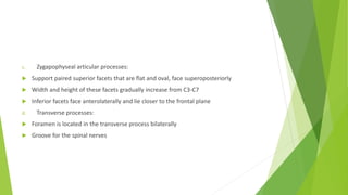 c. Zygapophyseal articular processes:
 Support paired superior facets that are flat and oval, face superoposteriorly
 Width and height of these facets gradually increase from C3-C7
 Inferior facets face anterolaterally and lie closer to the frontal plane
d. Transverse processes:
 Foramen is located in the transverse process bilaterally
 Groove for the spinal nerves
 
