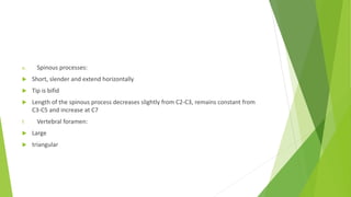 e. Spinous processes:
 Short, slender and extend horizontally
 Tip is bifid
 Length of the spinous process decreases slightly from C2-C3, remains constant from
C3-C5 and increase at C7
f. Vertebral foramen:
 Large
 triangular
 