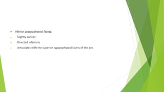  Inferior zygapophyseal facets:
a. Slightly convex
b. Directed inferiorly
c. Articulates with the superior zygapophyseal facets of the axis
 