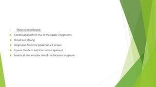 c. Tectorial membrane:
 Continuation of the PLL in the upper 2 segments
 Broad and strong
 Originates from the posterior V.B of axis
 Covers the dens and its cruciate ligament
 Inserts at the anterior rim of the foramen magnum
 
