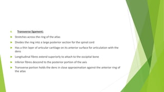 B. Transverse ligament:
 Stretches across the ring of the atlas
 Divides the ring into a large posterior section for the spinal cord
 Has a thin layer of articular cartilage on its anterior surface for articulation with the
dens
 Longitudinal fibres extend superiorly to attach to the occipital bone
 Inferior fibres descend to the posterior portion of the axis
 Transverse portion holds the dens in close approximation against the anterior ring of
the atlas
 