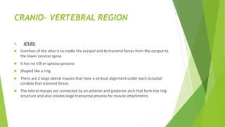 CRANIO- VERTEBRAL REGION
A. ATLAS:
 Function of the atlas is to cradle the occiput and to transmit forces from the occiput to
the lower cervical spine.
 It has no V.B or spinous process
 Shaped like a ring
 There are 2 large lateral masses that have a vertical alignment under each occipital
condyle that transmit forces
 The lateral masses are connected by an anterior and posterior arch that form the ring
structure and also creates large transverse process for muscle attachments
 