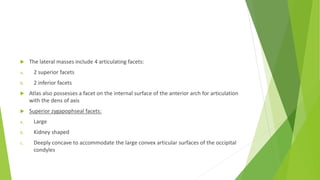  The lateral masses include 4 articulating facets:
a. 2 superior facets
b. 2 inferior facets
 Atlas also possesses a facet on the internal surface of the anterior arch for articulation
with the dens of axis
 Superior zygapophseal facets:
a. Large
b. Kidney shaped
c. Deeply concave to accommodate the large convex articular surfaces of the occipital
condyles
 
