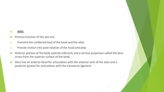 B. AXIS:
 Primary function of the axis are:
a. Transmit the combined load of the head and the atlas
b. Provide motion into axial rotation of the head and atlas
 Anterior portion of the body extends inferiorly and a vertical projection called the dens
arises from the superior surface of the body
 Dens has an anterior facet for articulation with the anterior arch of the atlas and a
posterior groove for articulation with the transverse ligament
 