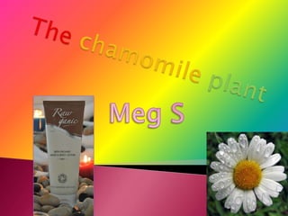 Thechamomileplant Meg S 