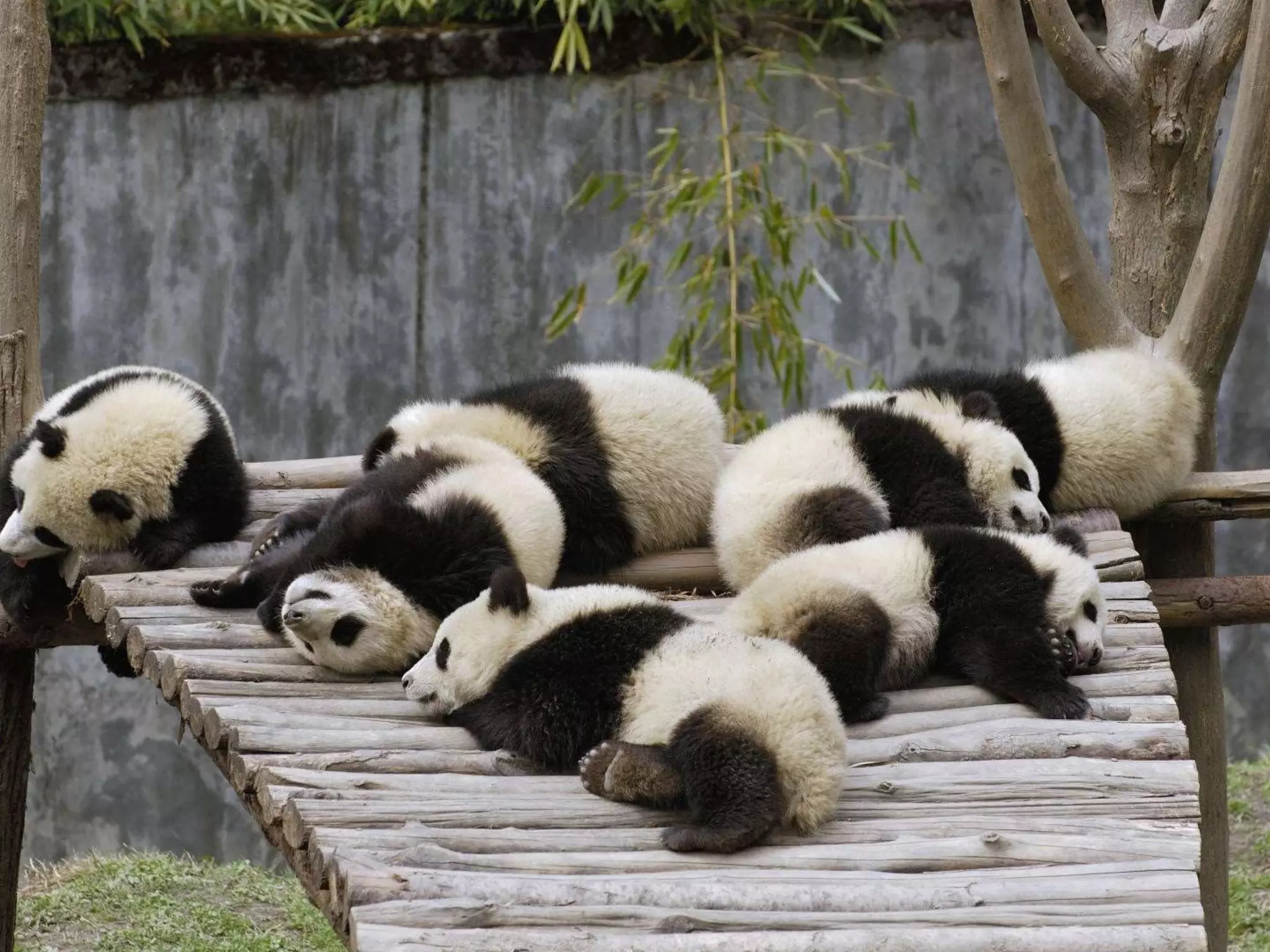 The reality: Sleepy audience
 