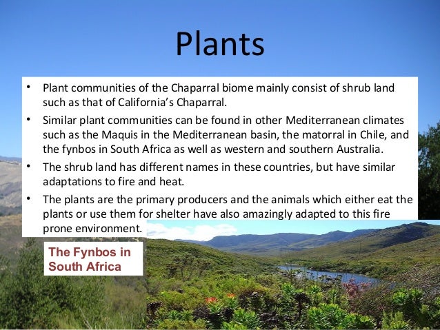 chaparral plant adaptations