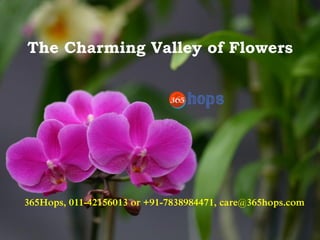 The Charming Valley of Flowers
365Hops, 011-42156013 or +91-7838984471, care@365hops.com
 