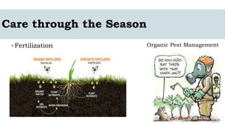 Care through the Season
Fertilization Organic Pest Management
 