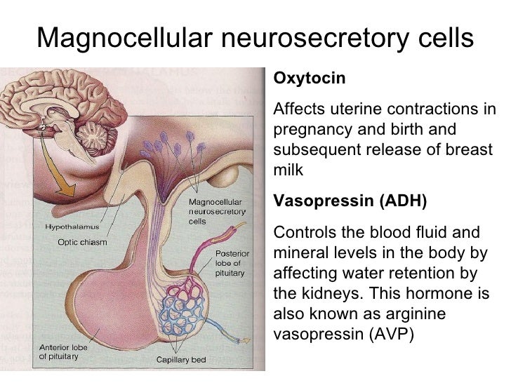 The Chemical Control Of The Brain