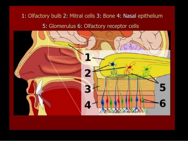 Kinesthesis receptor cells