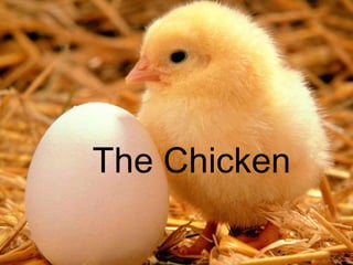 The Chicken 