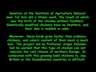 Genetics of the Institute of Agriculture Rehovot
near Tel Aviv did a titanic work, the result of which
   was the birth of the chicken without feathers.
Genetically modified chickens have no feathers, and
            their skin is reddish in color.

  Moreover, these birds grow faster than ordinary
chickens, and caloric content of their meat is much
less. The project led by Professor Avigor Kahaner,
  but he warned that this type of chicken can not
  tolerate the cold climate of northern Europe. In
 connection with this growing bald chickens in, say,
  Britain or the Scandinavian countries is difficult.
 