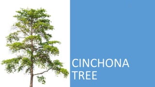 CINCHONA
TREE
3
 
