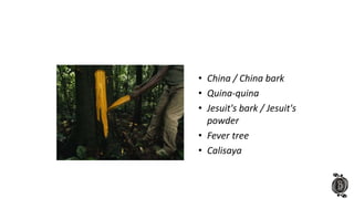 • China / China bark
• Quina-quina
• Jesuit's bark / Jesuit's
powder
• Fever tree
• Calisaya
 