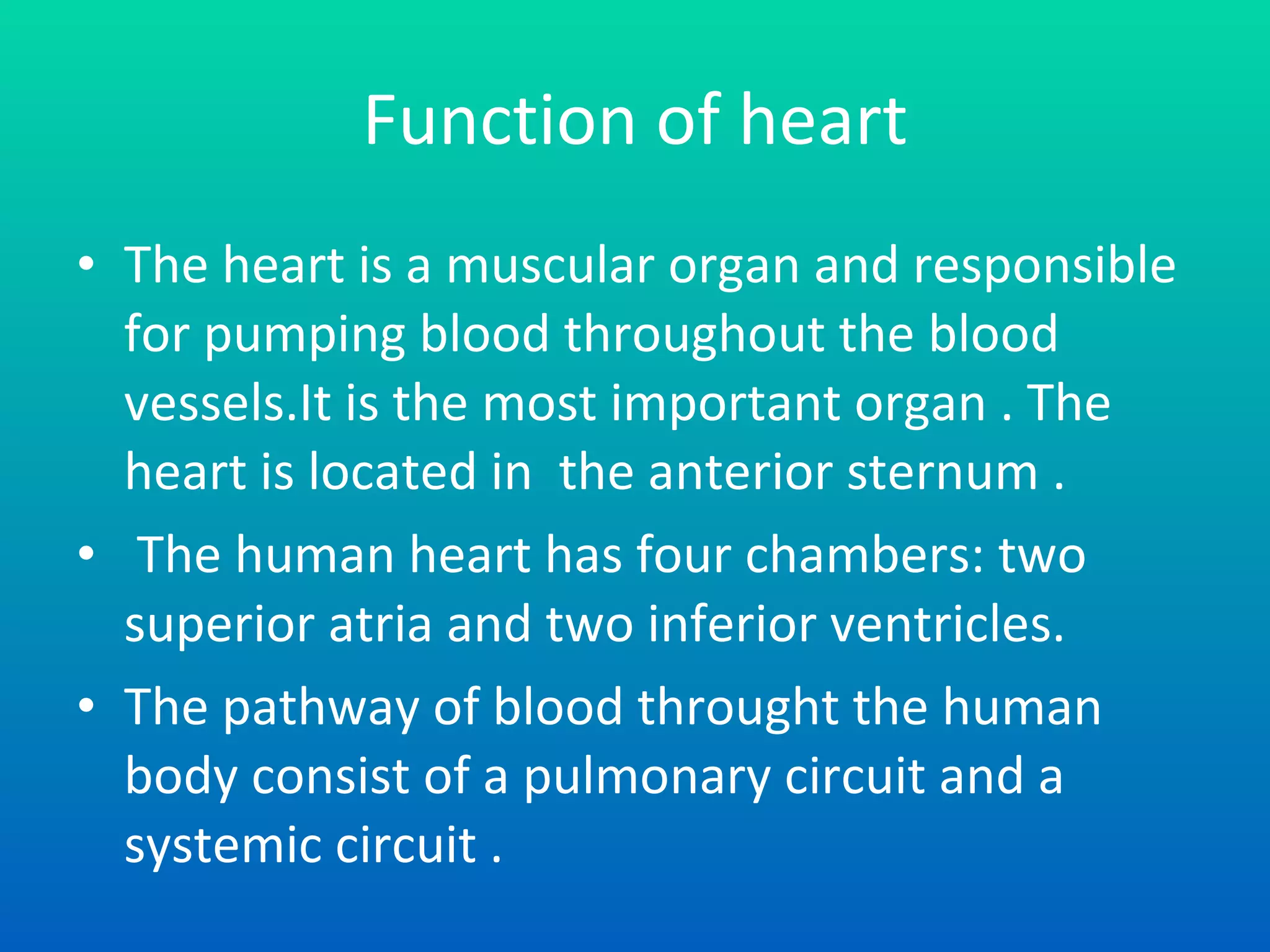 Function of heart The heart is a muscular organ and responsible for pumping blood throughout the blood vessels.It is the most important organ . The heart is located in  the anterior sternum . The human heart has four chambers: two superior atria and two inferior ventricles.  The pathway of blood throught the human  body consist of a pulmonary circuit and a systemic circuit . 