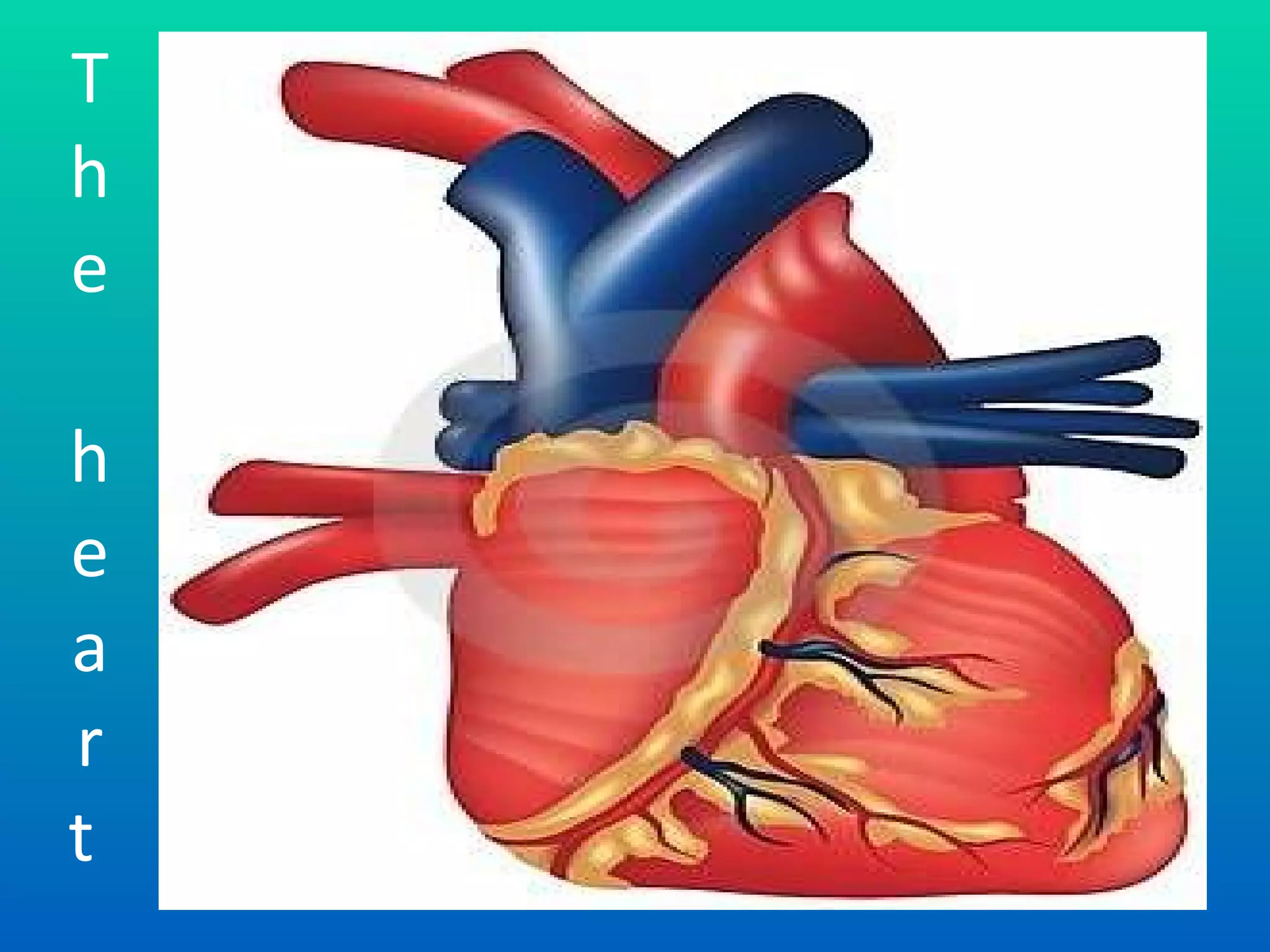 T he heart  