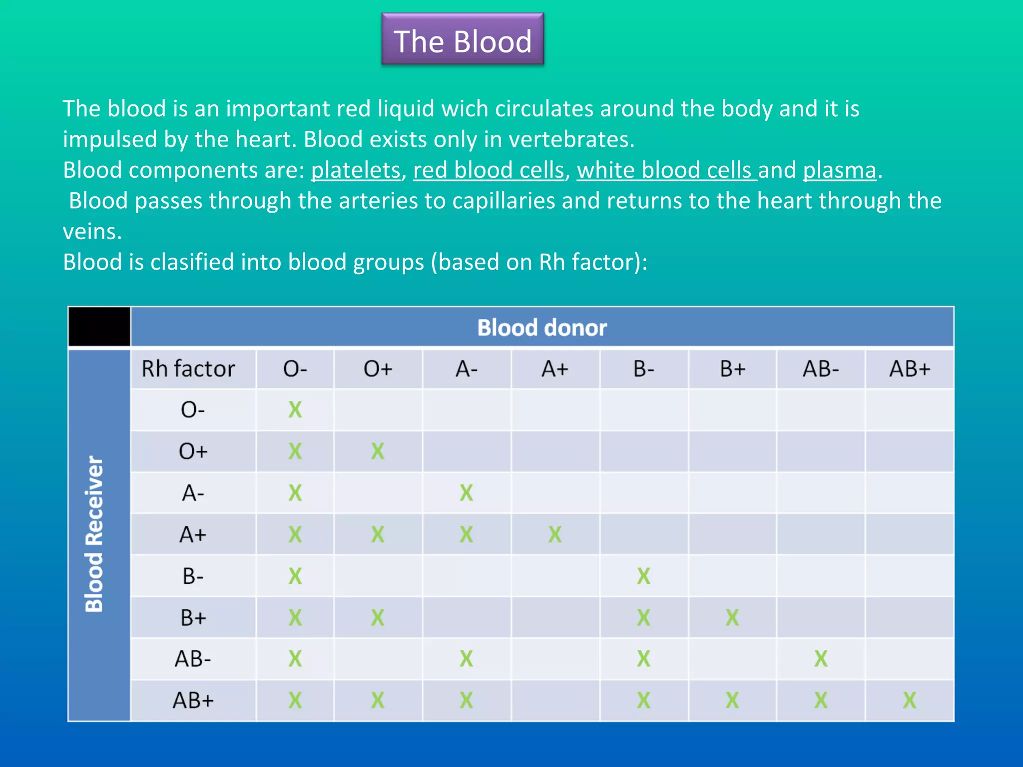 The blood is an important red liquid wich circulates around the body and it  i s impulsed by the heart. Blood exists only in vertebrates.  Blood components are:  p latelets ,  red blood cells ,  white blood cells  and  plasma . Blood passes through the arteries to capillaries and returns to the heart through the veins. Blood is clasified into blood groups (based on Rh factor): The Blood 